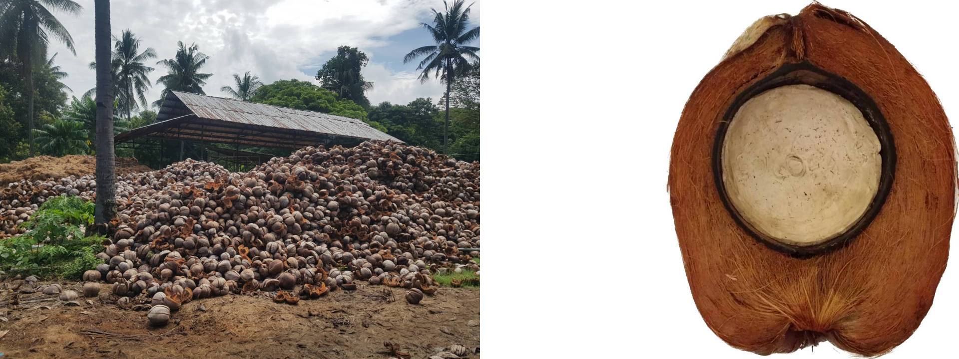 Coconut husks